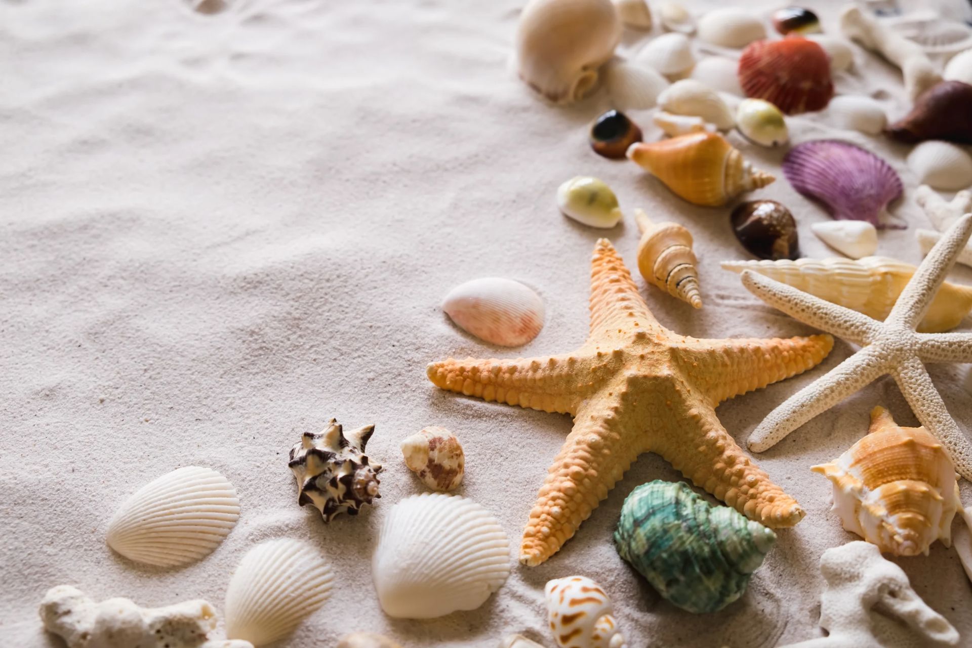 Why Do Seashells Sound Like The Ocean? by byex0 Article